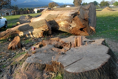 Old giant cut down